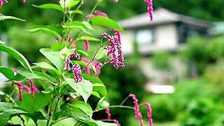 The Best And Yuri Oshikawa In Mcsr-526 Married Woman Defiled In Front Of Her