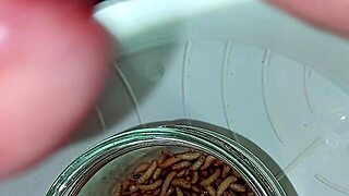 Pain Cbt Insertion Bdsm Pervers Futter Für Maggots