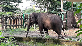 Saigon Stud Gets Serviced By Eager Vietnamese Girls