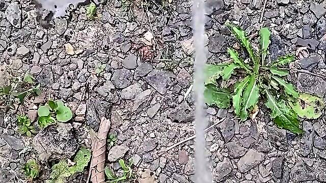 Pissing On The Path 《4K》