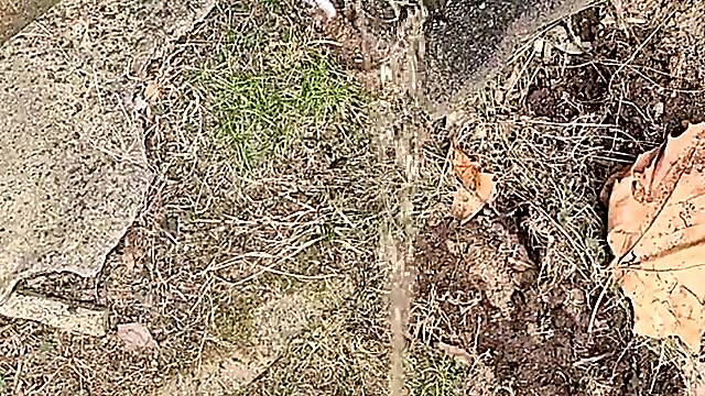 Pissing On The Fence Two